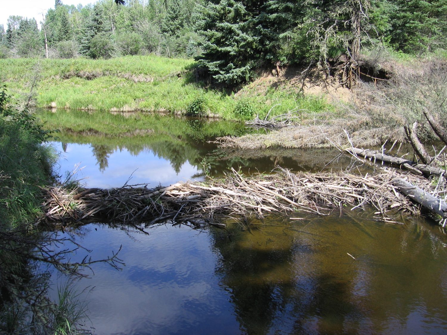 A beaver dam