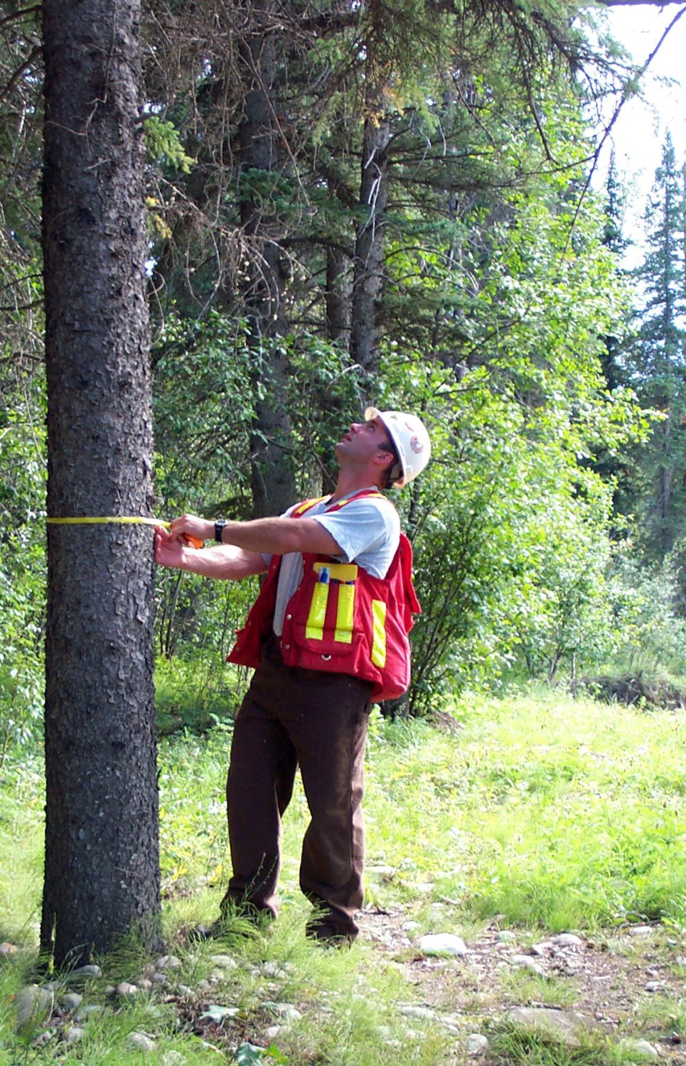 Measuring a tree's diameter