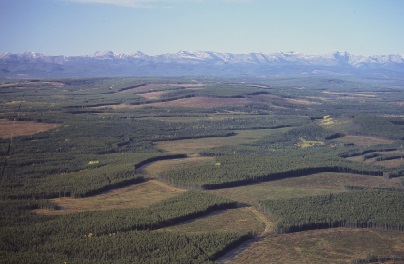 Aerial photograph of harvest blocks