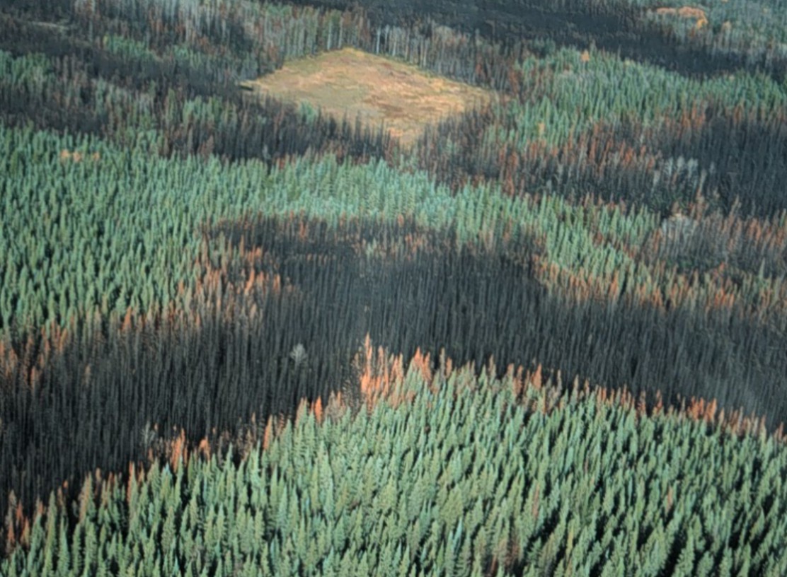 Aerial view of a burned forest by a harvest block