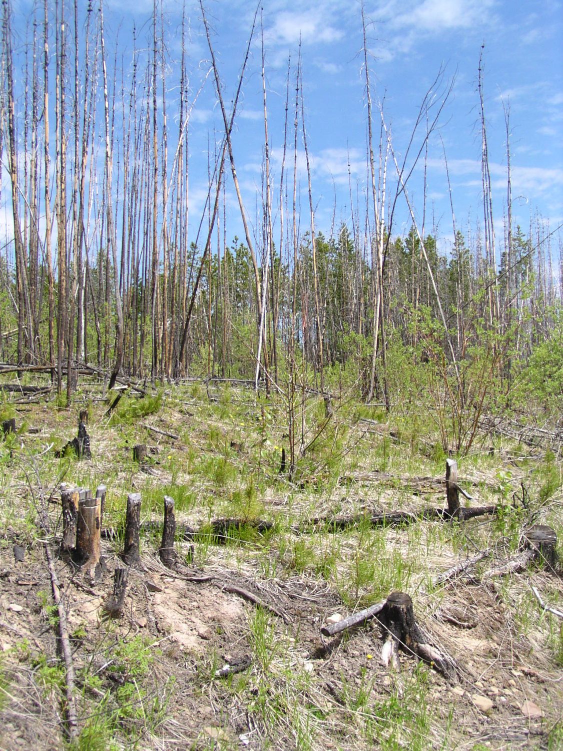 A burned stand with cut stumps in the foreground