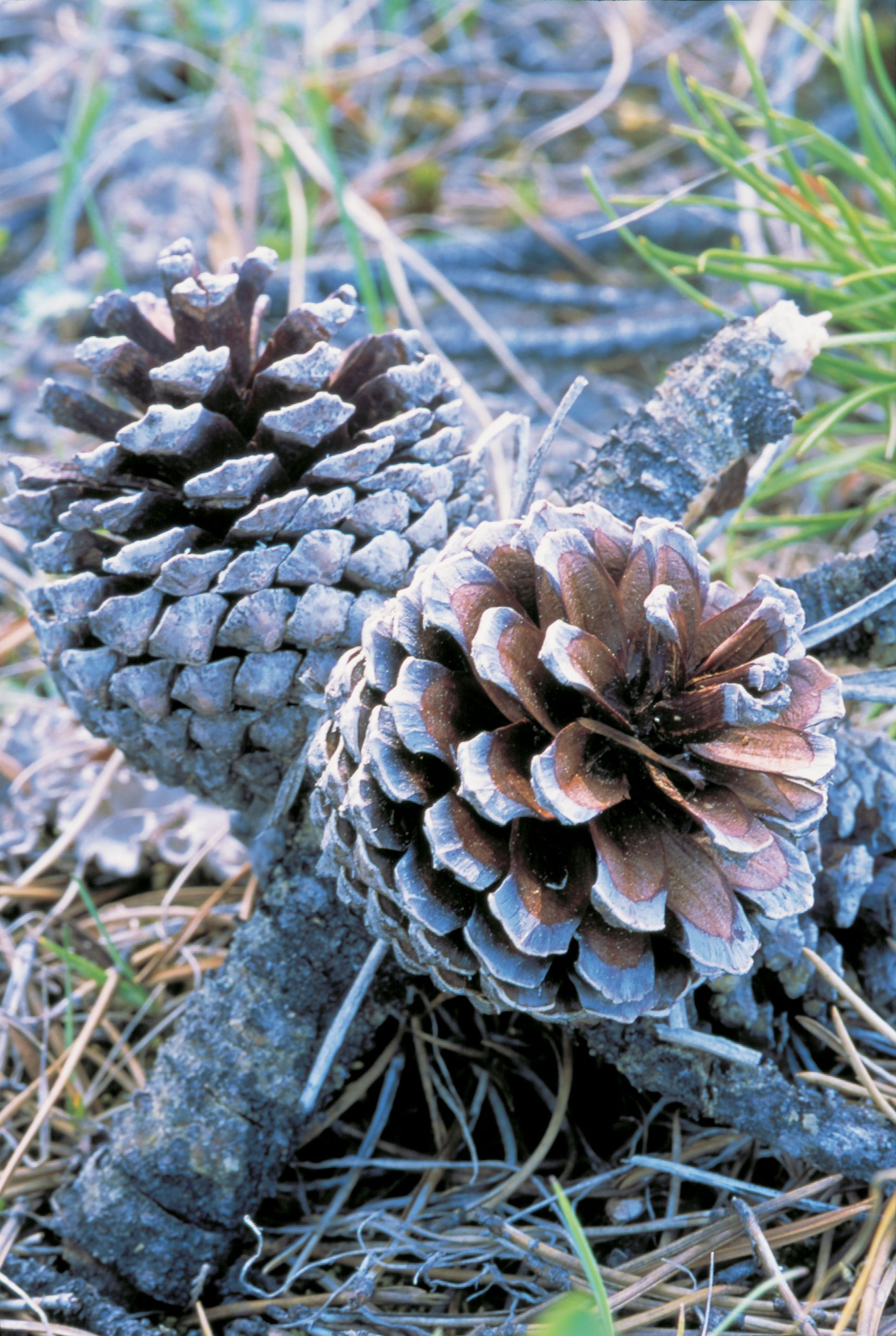 Close up of pine cones on the ground