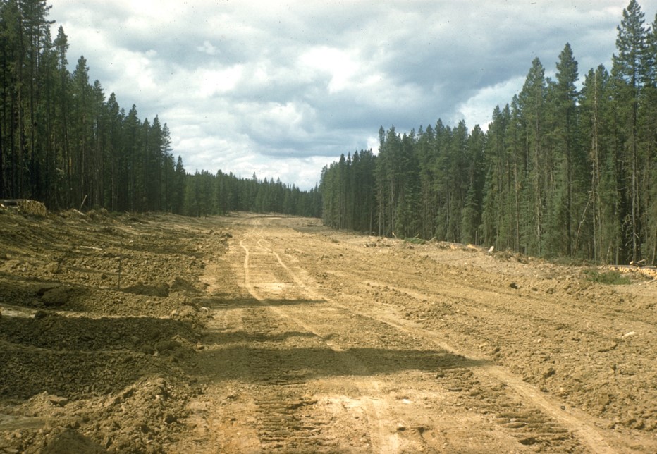 Linear disturbance in boreal forest