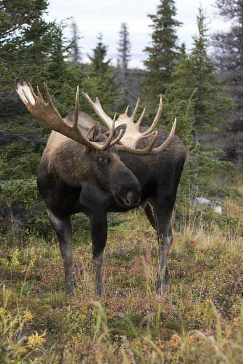 bull moose