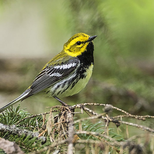 A Black-throaded Green Warbler