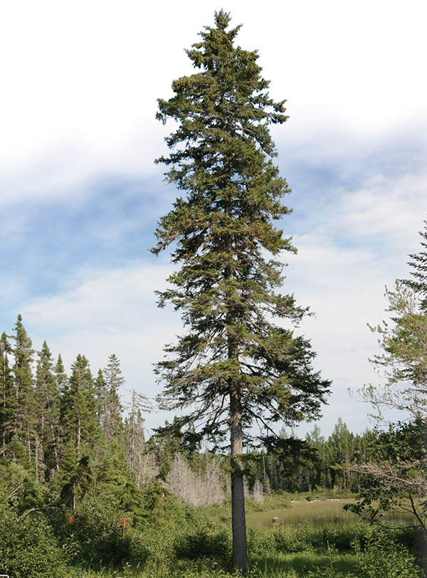 Black spruce tree