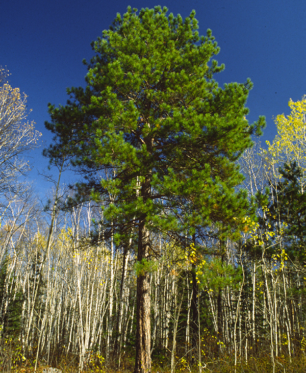 red pine tree