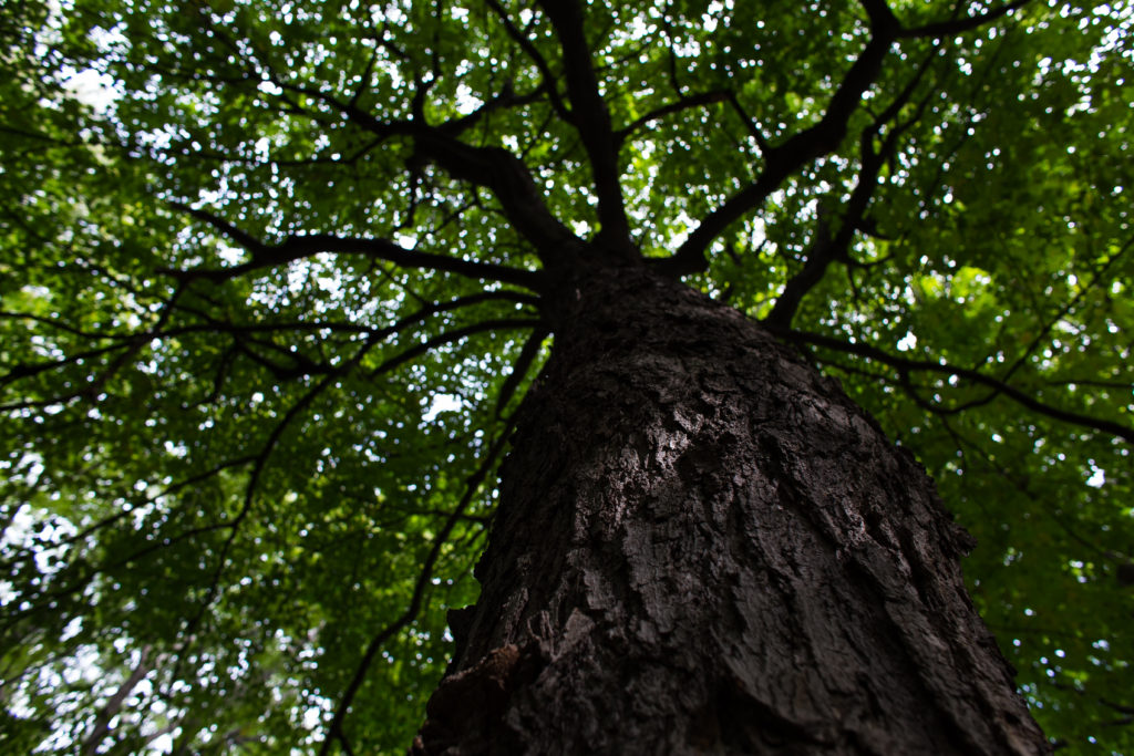 looking up a tall tree