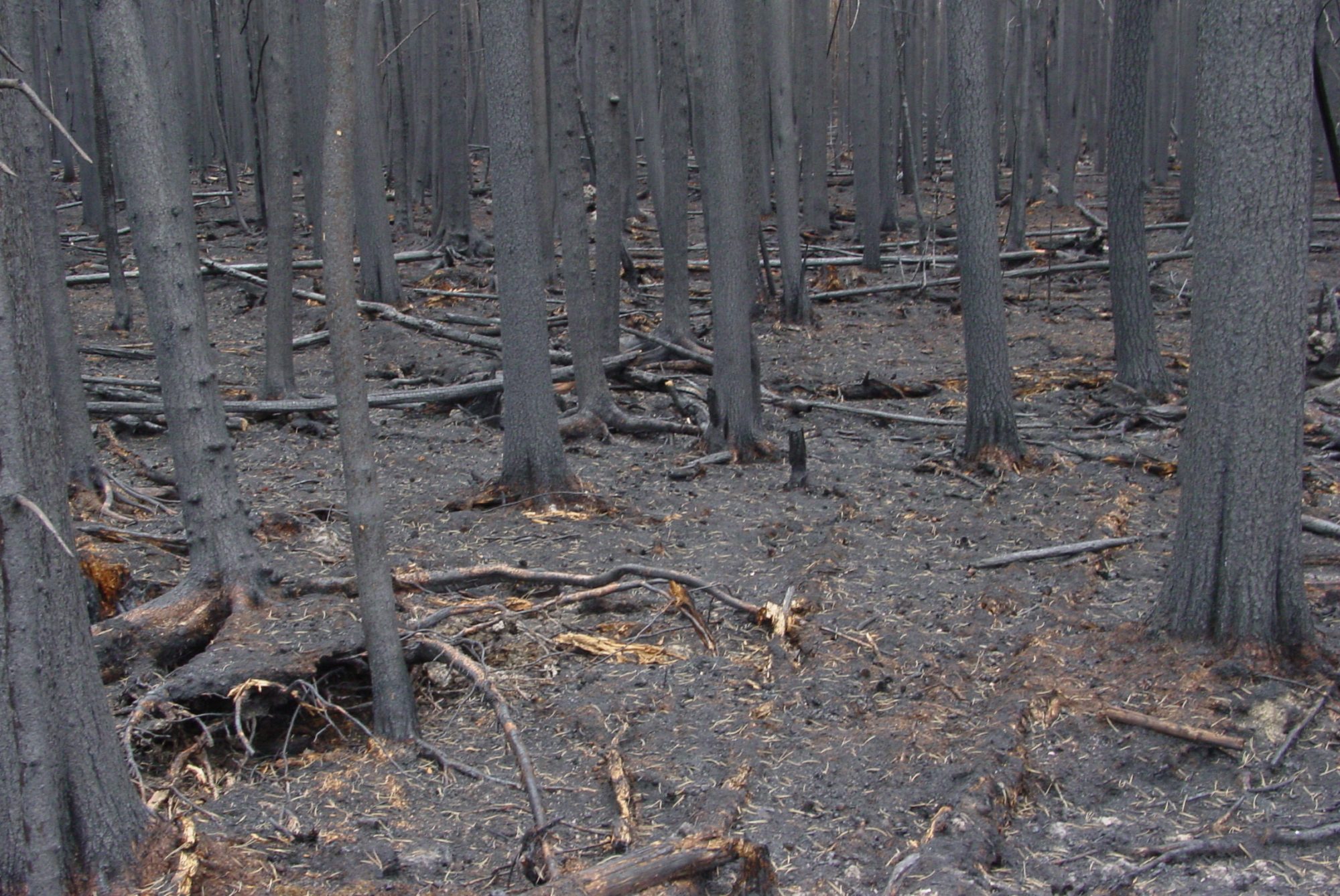 A burned forest