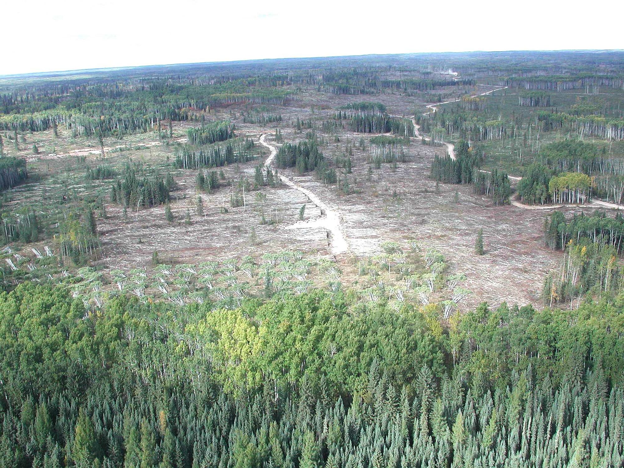 Aerial image of harvest block