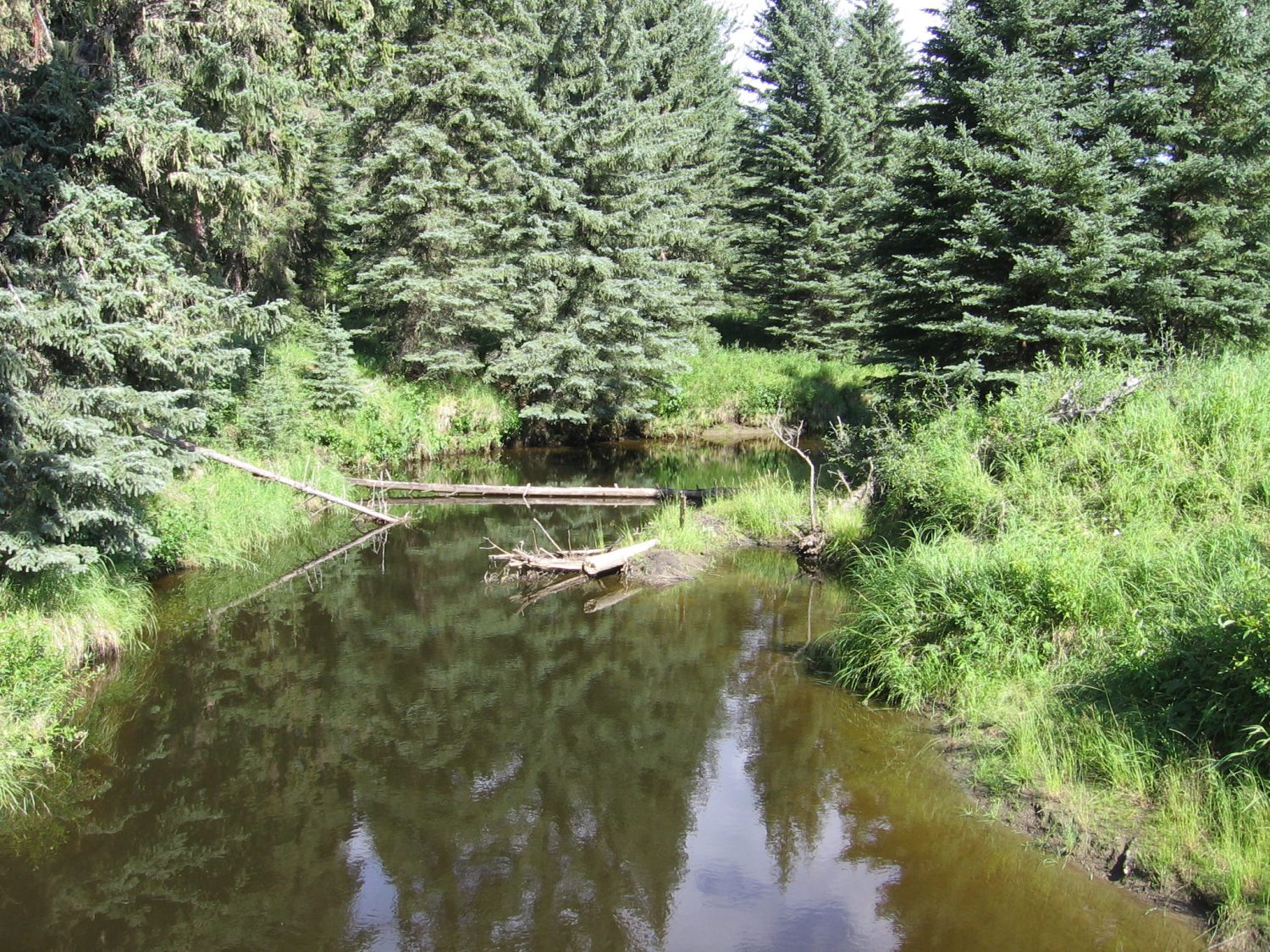 A stream in a forest