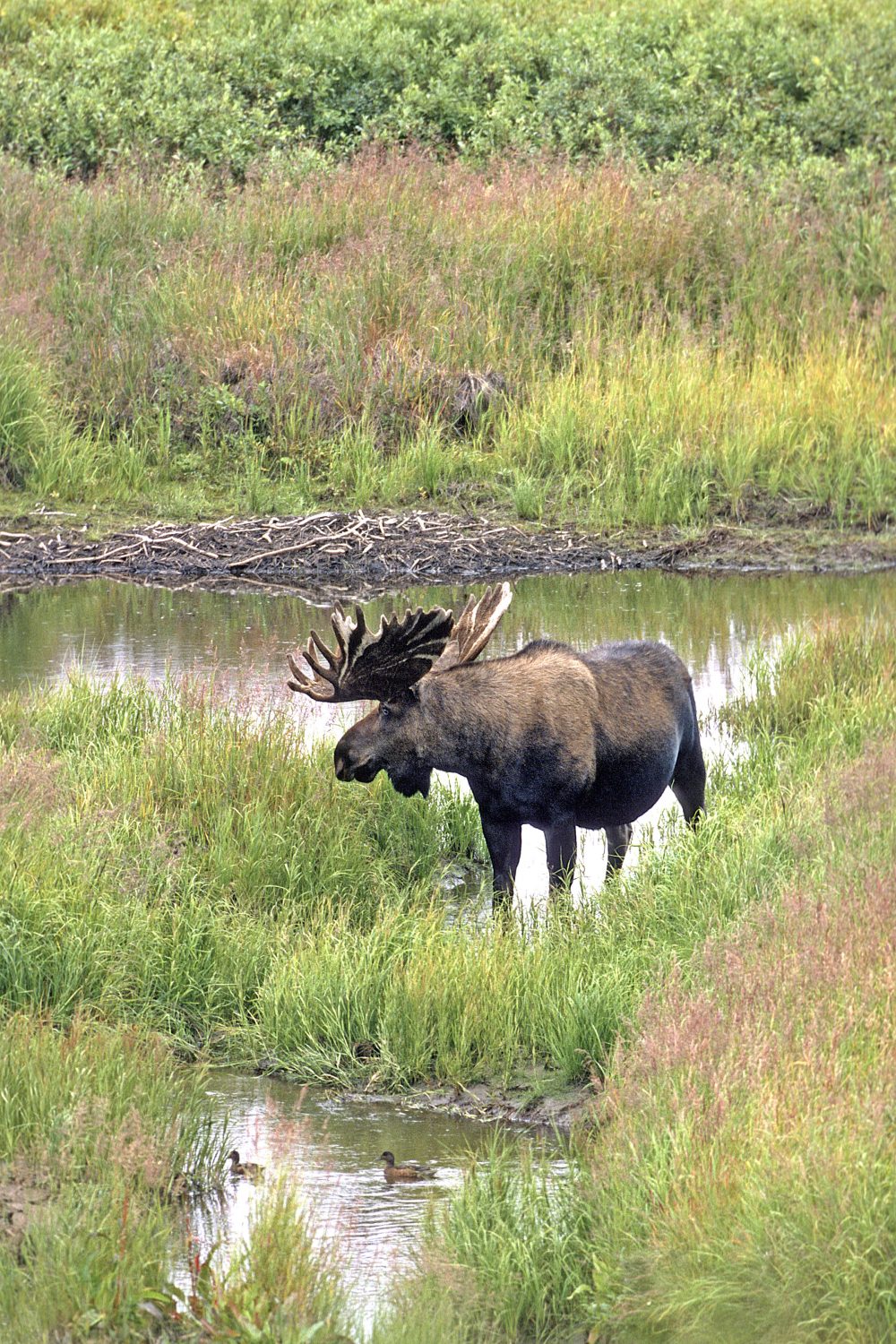 Bull moose, in boreal forest wetland.