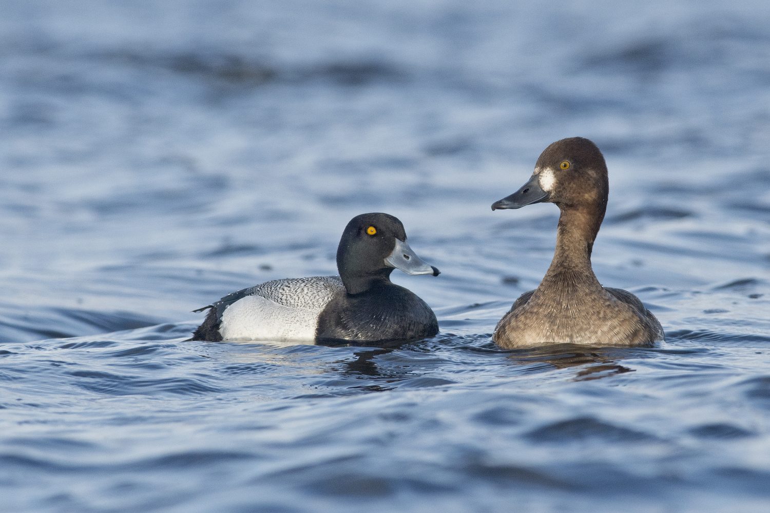 Scaup pair, swimming.