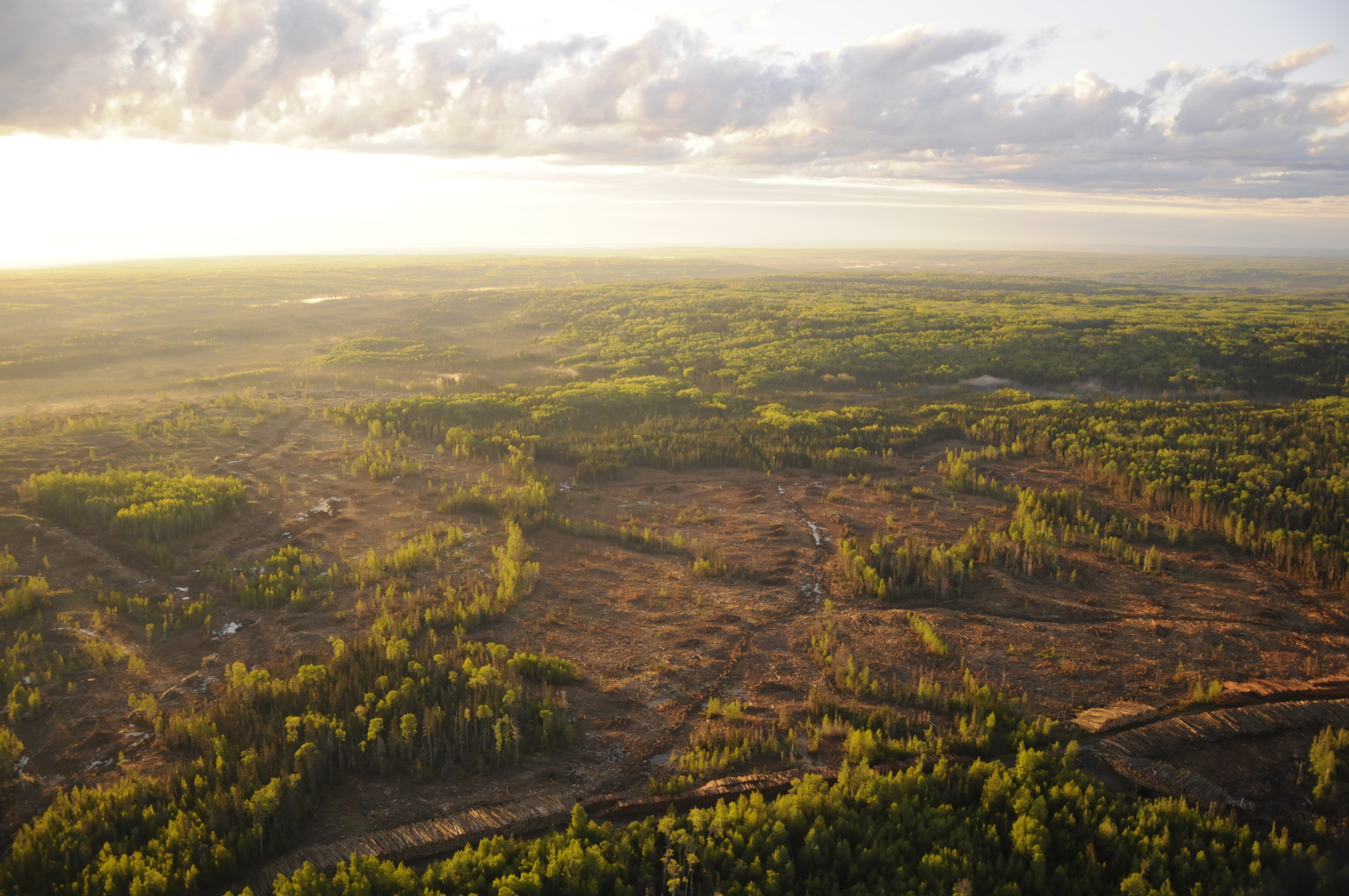 aerial photo of boreal forest
