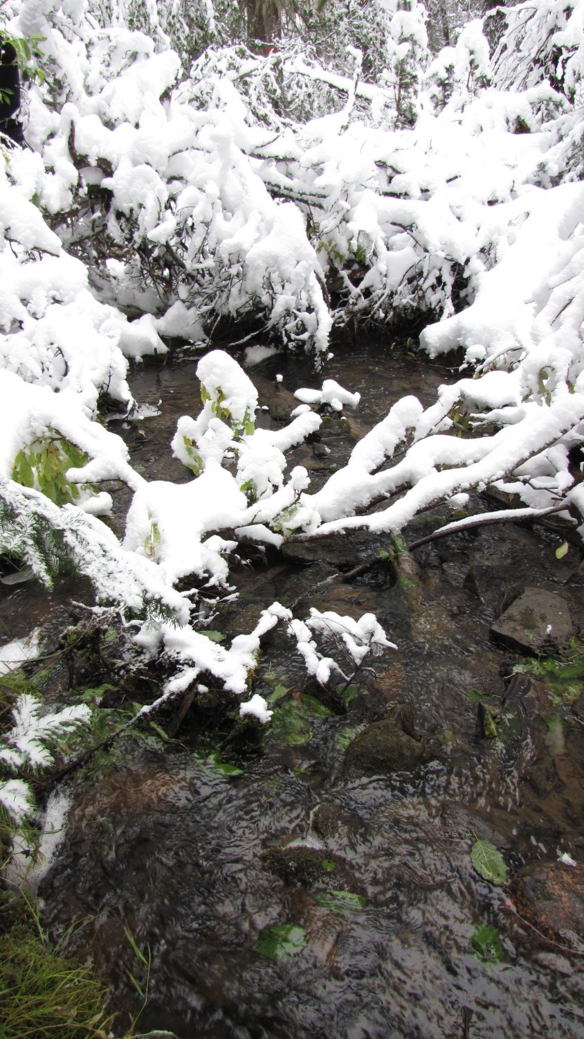 Snowy branch over a stream