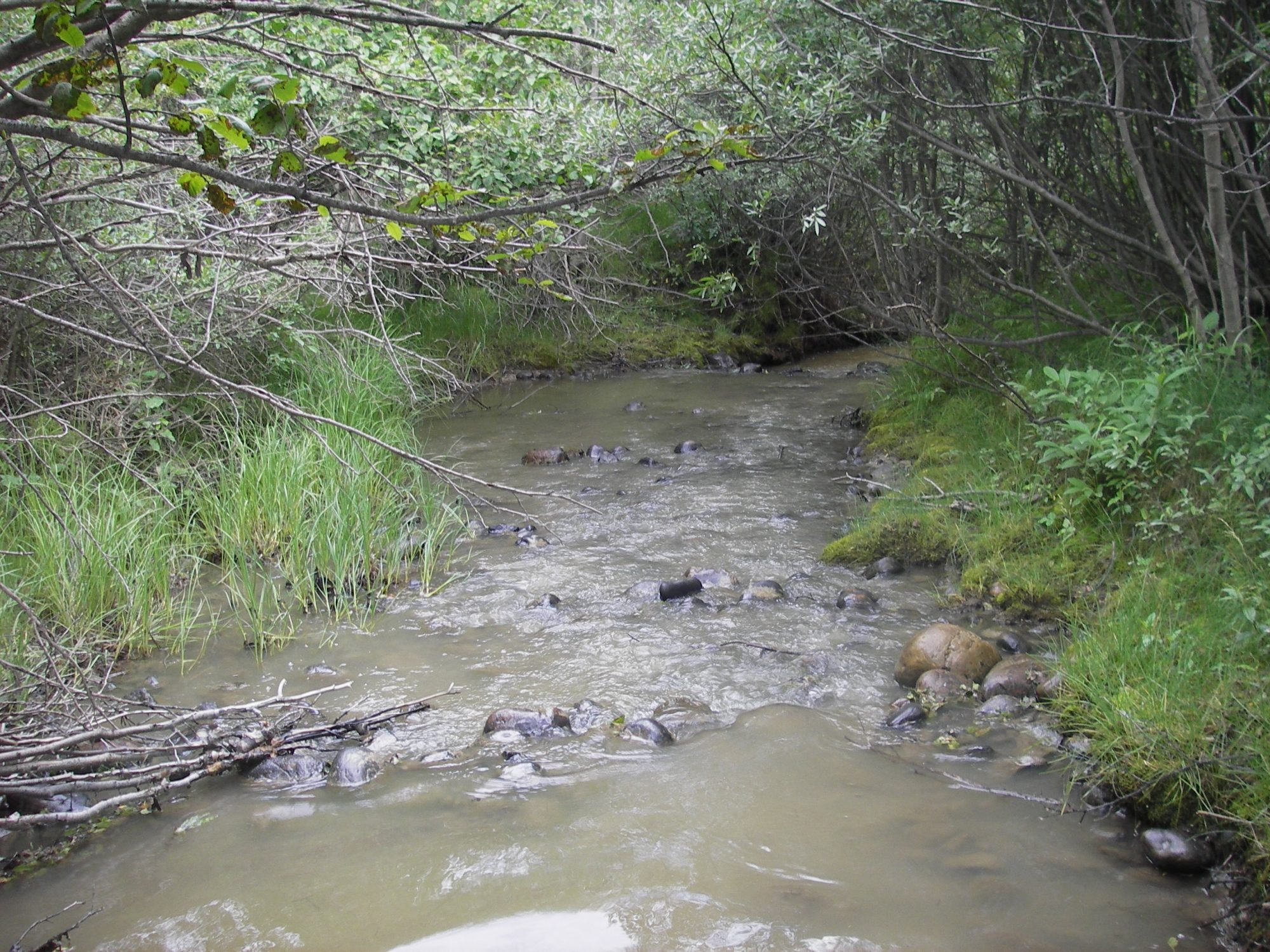 A forest stream