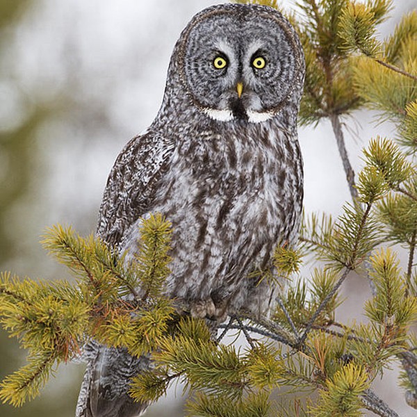A great Gray Owl