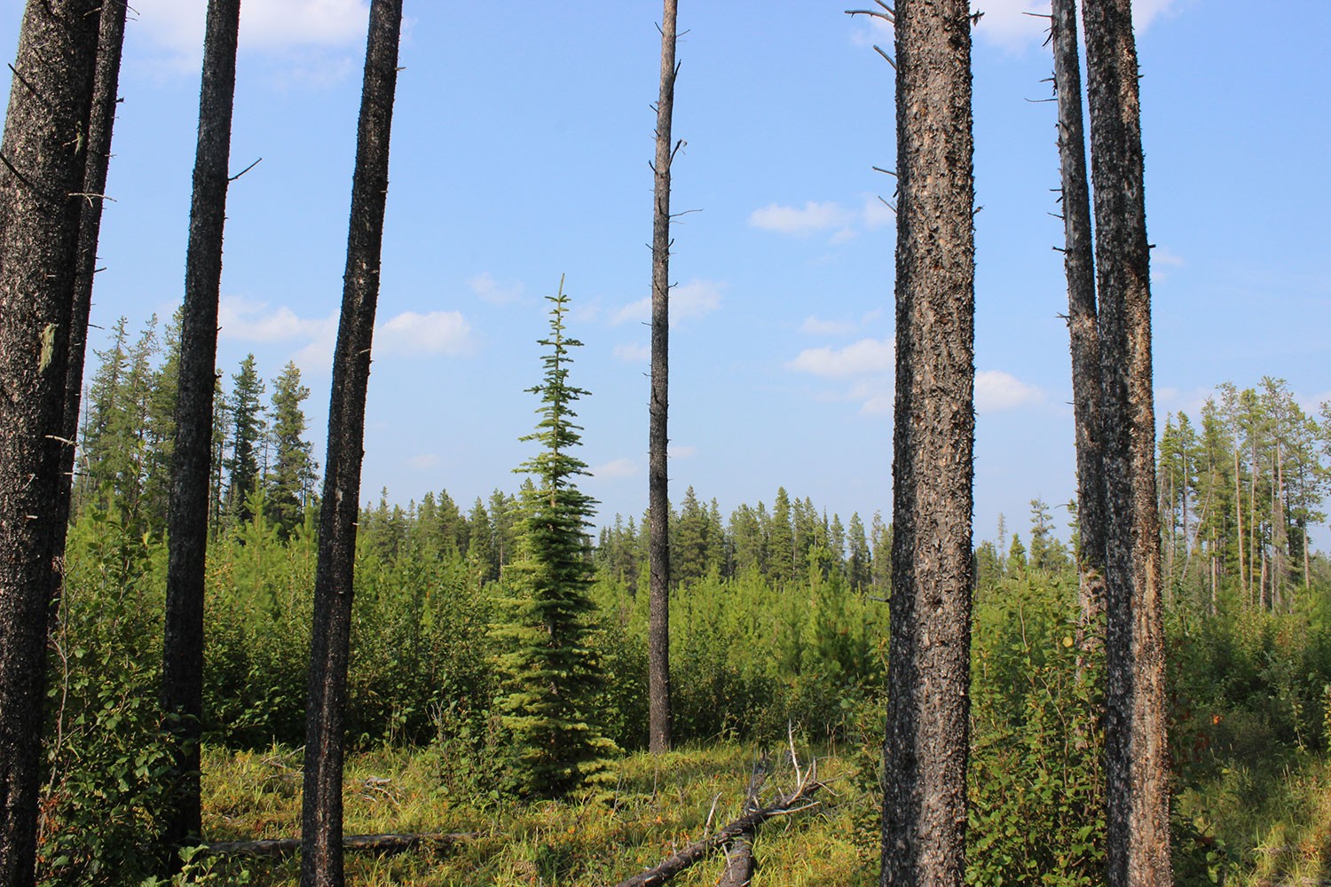 A regenerating pine forest