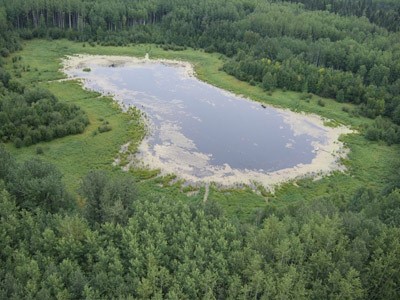Aerial view of a pond in a forest