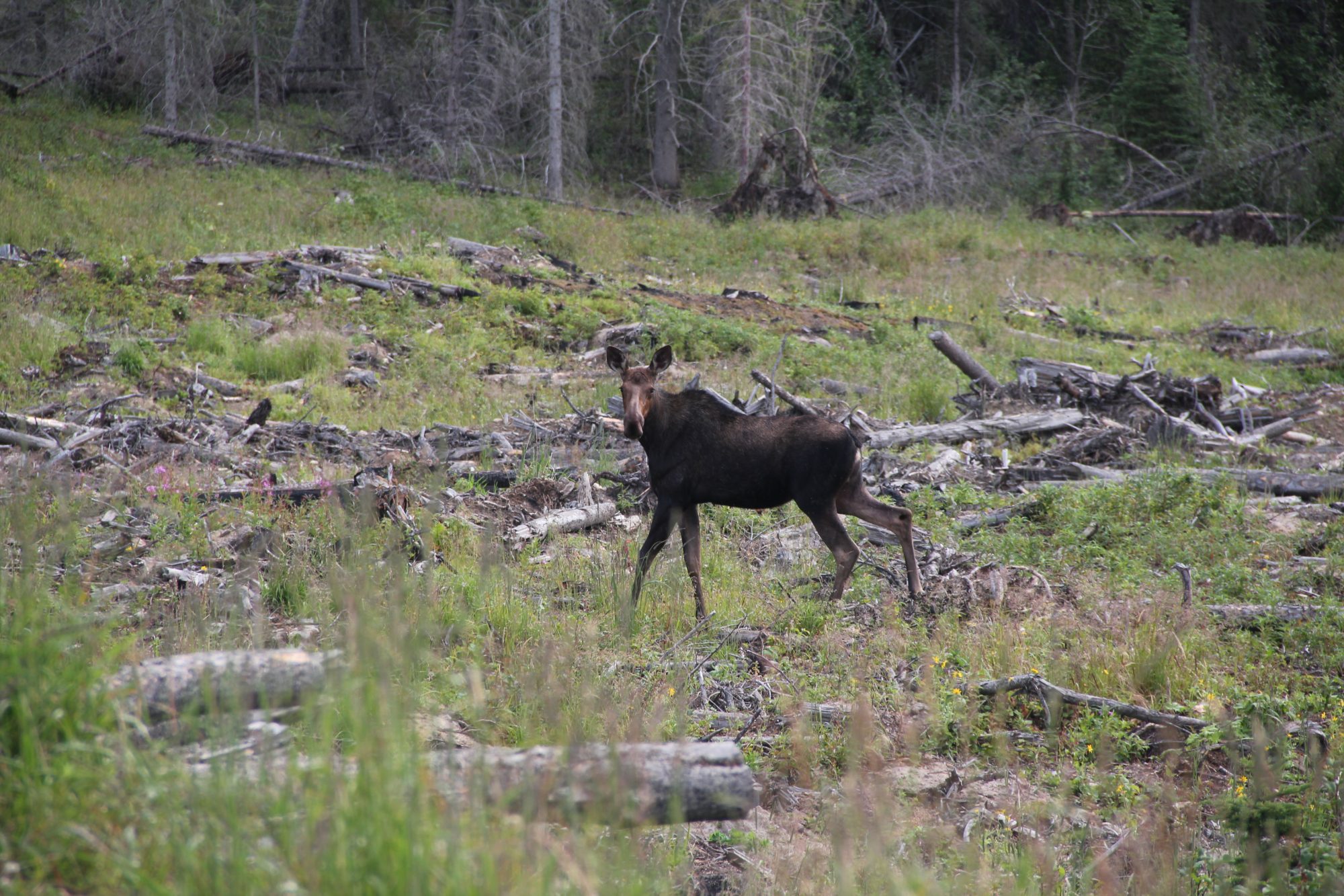 A female moose in a harvest block