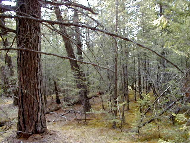 A Douglas Fir forest