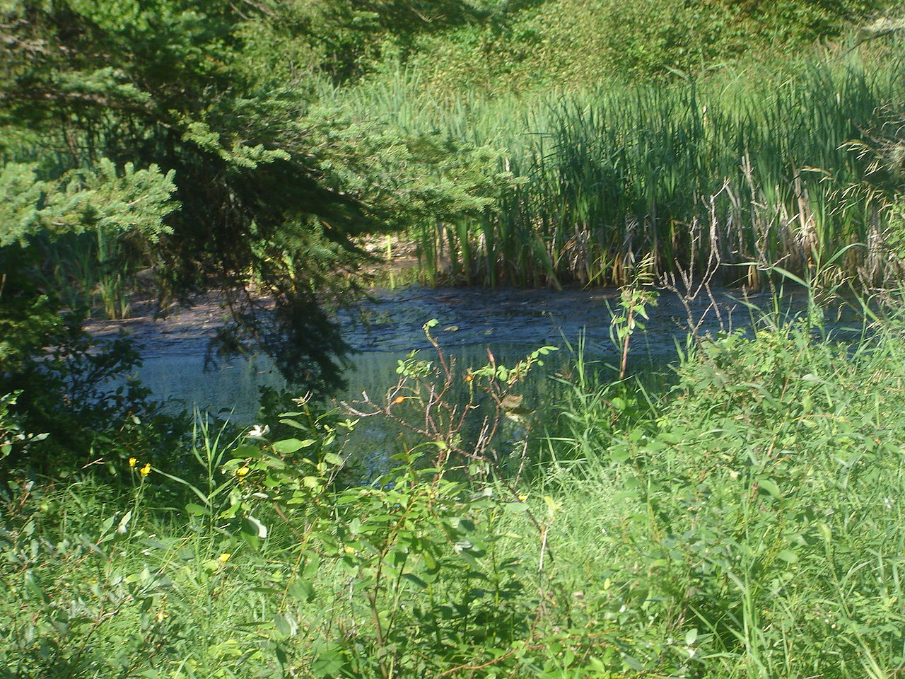 River and cattails near Flotten Lake