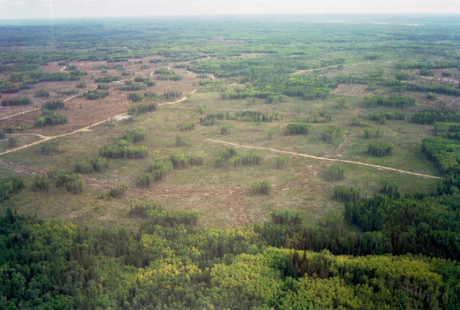 Aerial view of large harvest block with residual stands