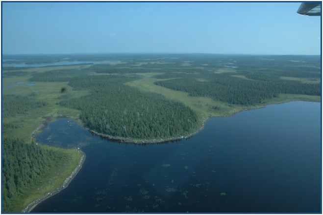 Aerial view of coastal forest in Newfoundland