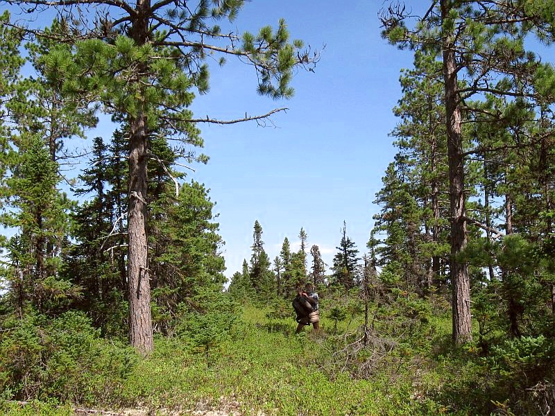 A red pine stand