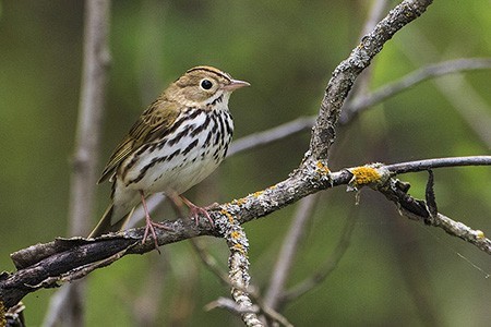 Ovenbird