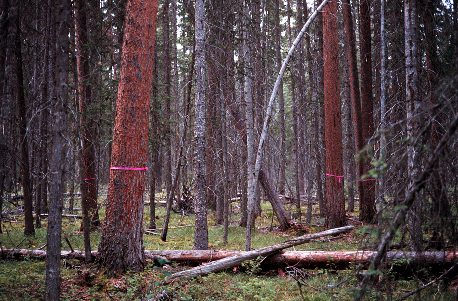 Marked pine trees in a mature forest stand