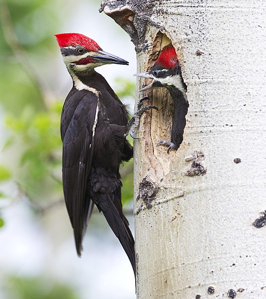 A pileated woodpecker feeding a chick at the nest