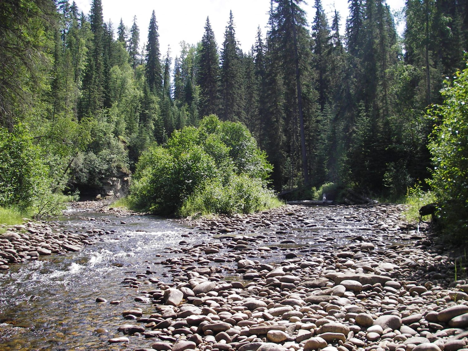 a forest stream