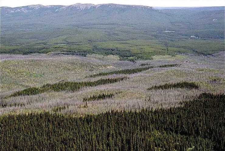 Aerial view of patchily burned forest