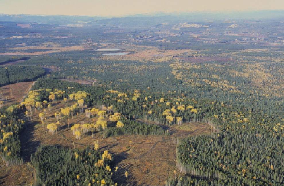 Aerial view of forest patches