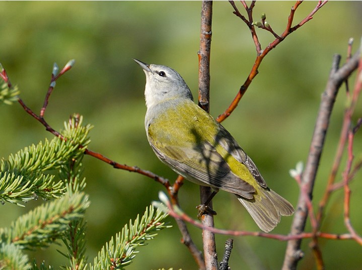 Tennessee Warbler