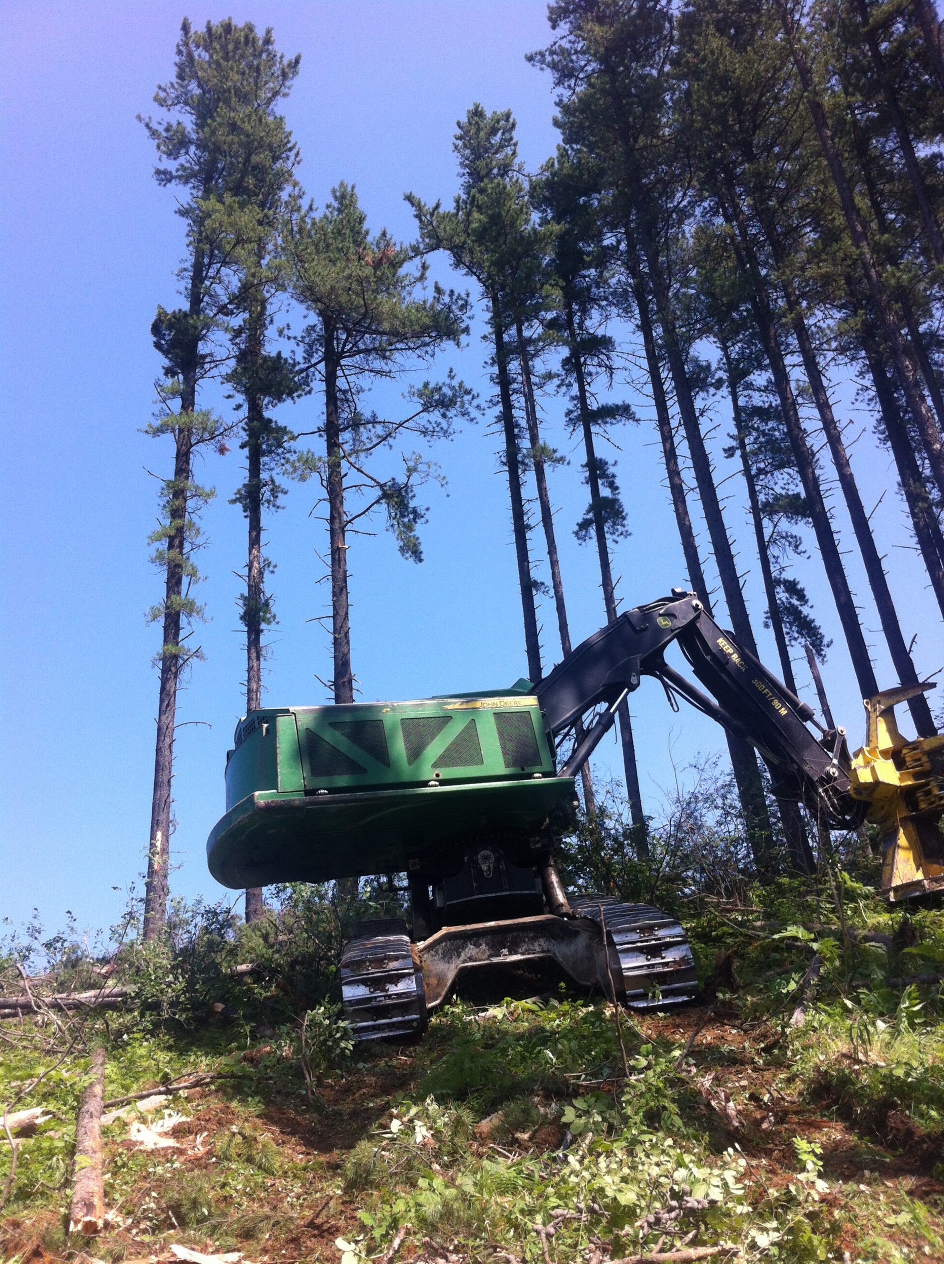 A large machine harvesting pine trees