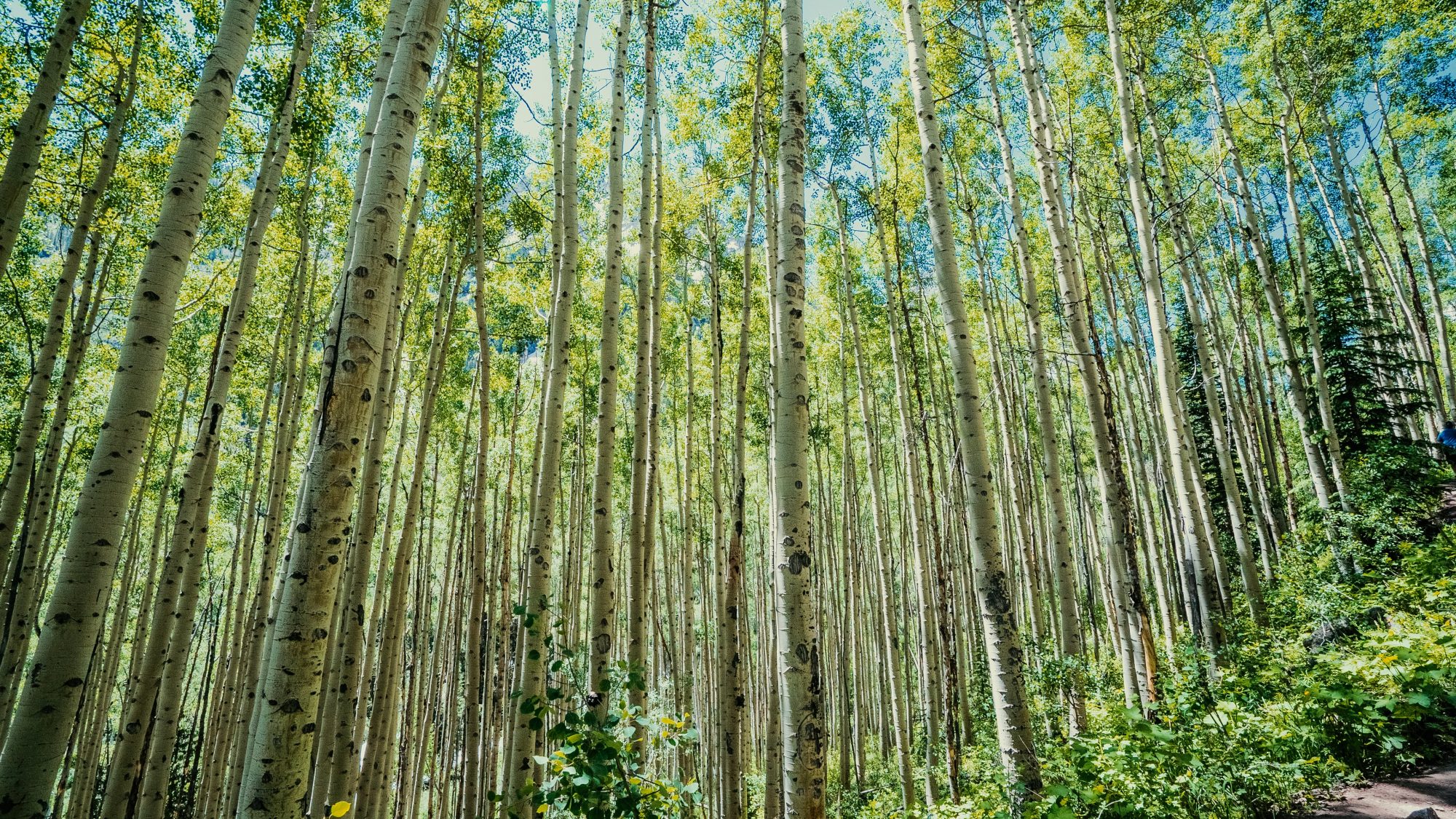 An aspen stand