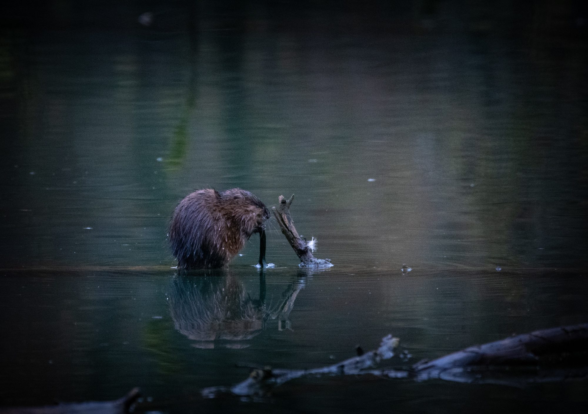 A muskrat