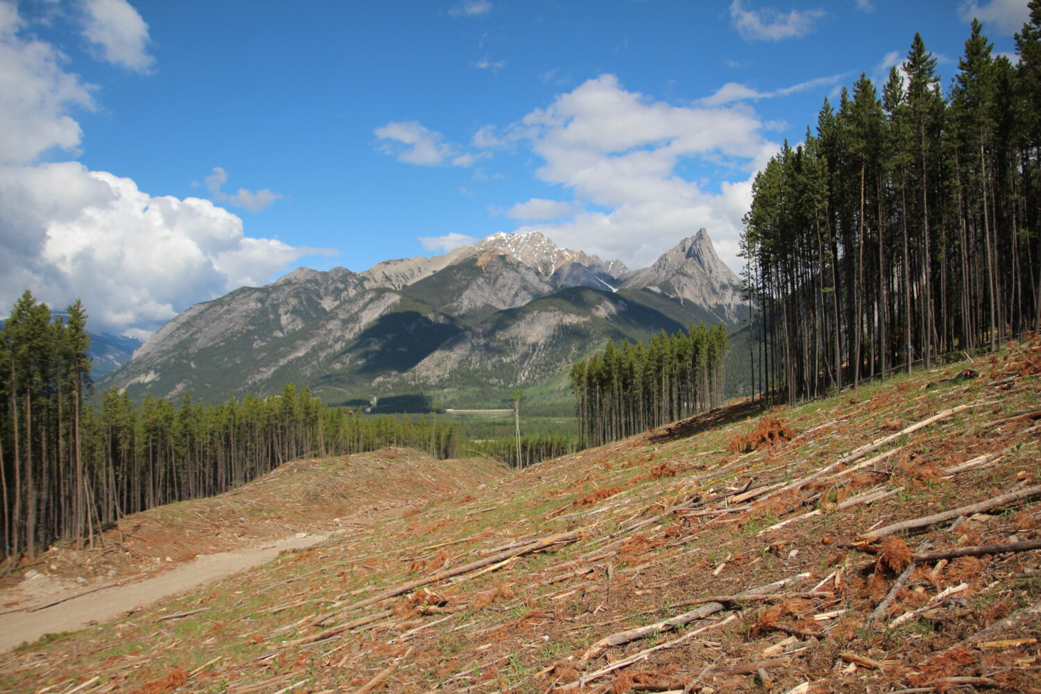 A harvested hillside