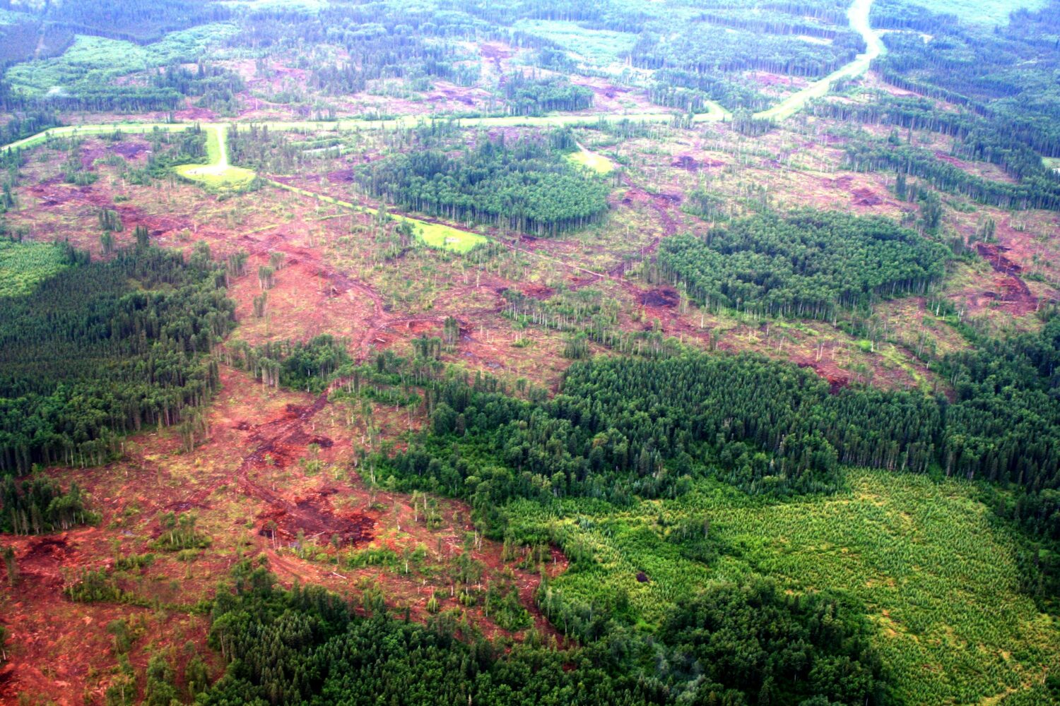 aerial view of harvest blocks