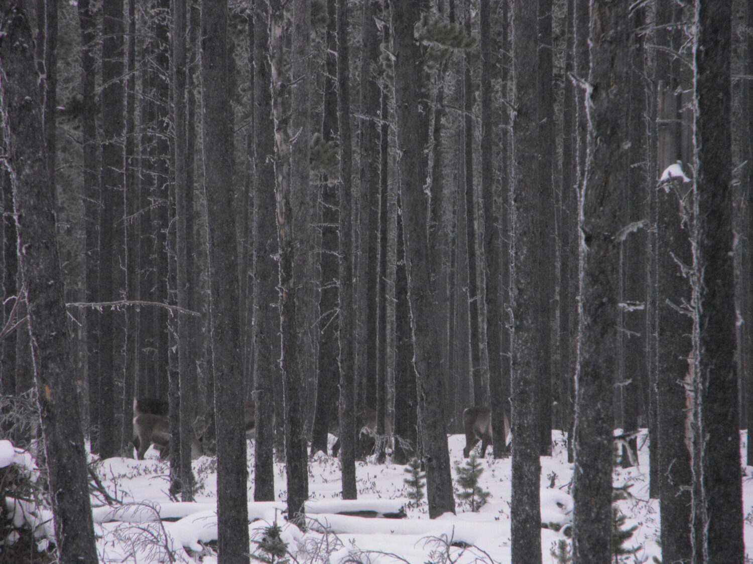 caribou in pine trees