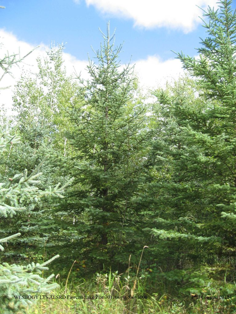 a coniferous tree